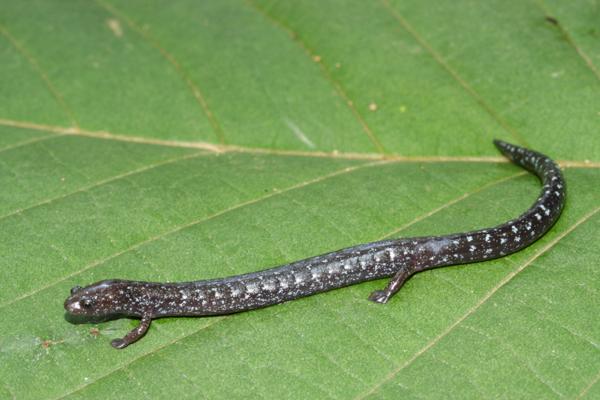 Central American Worm Salamander