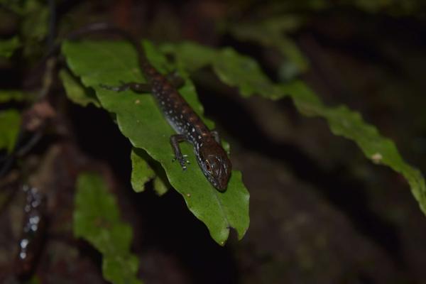 Beccari's Keeled Skink