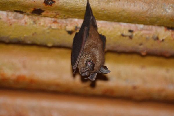 Indochinese Horseshoe Bat