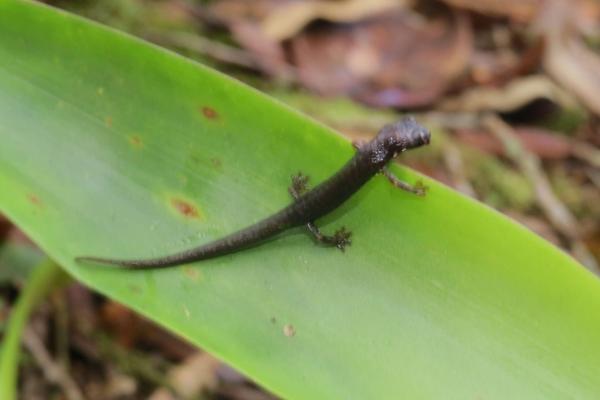 Santa Barbara Bromeliad Salamander