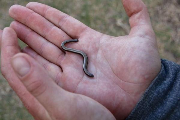 Boulenger's Burrowing Skink