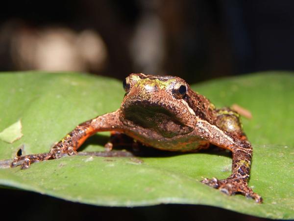Phrynella
