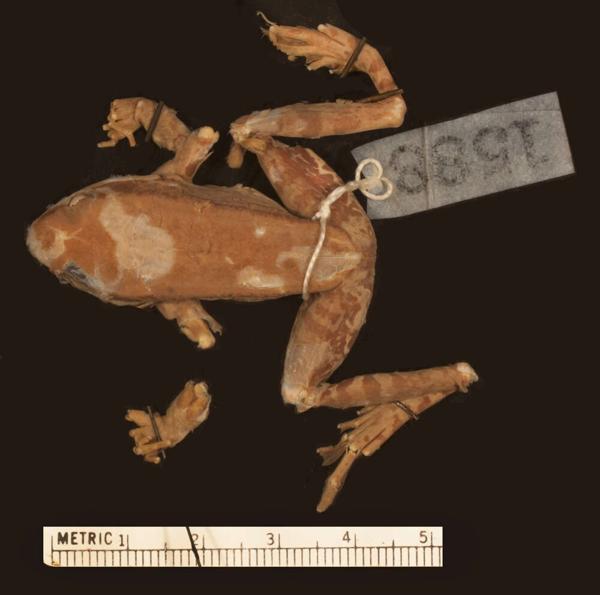 Cope's Assam Frog