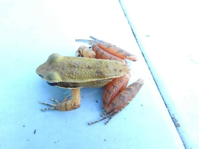 Similar Frog