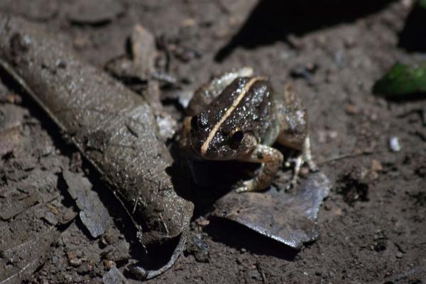 Poilan's Wart Frog