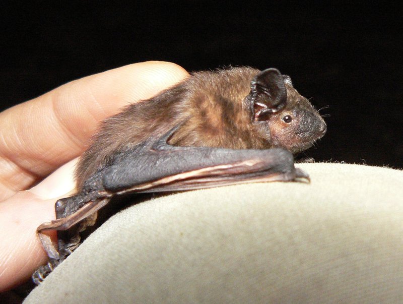 Light-winged Lesser House Bat