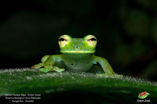 Napo Giant Glass Frog
