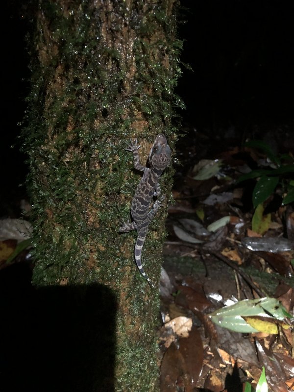 Mount Bidoup Bent-toed Gecko