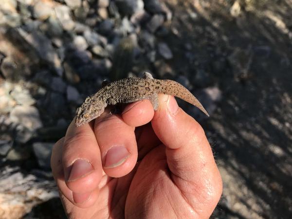 Catalina Island Leaf-toed Gecko