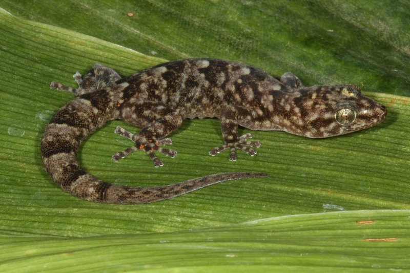 Granite Flat Gecko