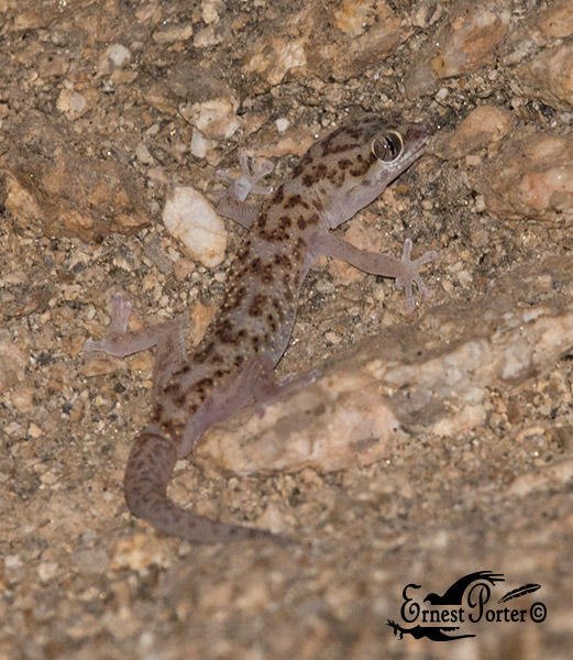 Werner's Thick-toed Gecko