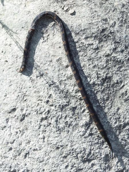 Atractus atratus