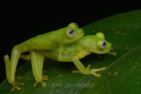 Diane's Bare-hearted Glass Frog