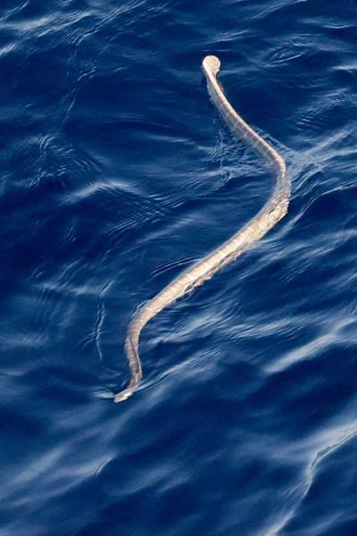 Spotted Sea Snake