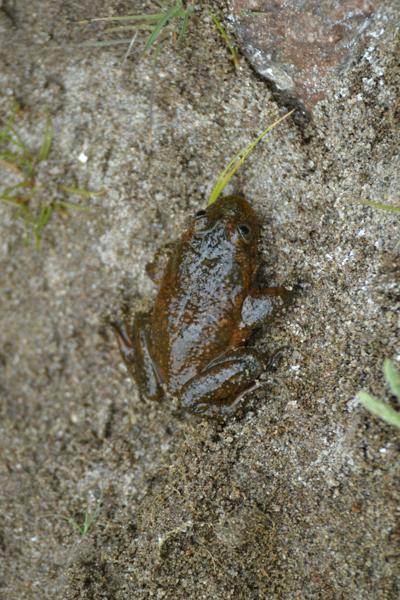 Arico Water Frog
