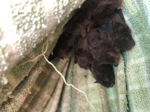 Large Forest Bat