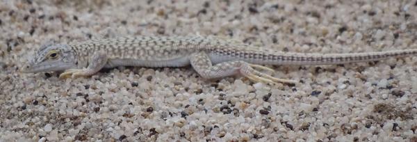 Reticulate Sand Lizard