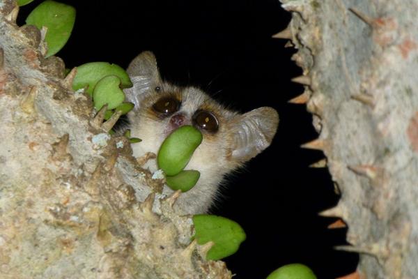 Grey-brown Mouse Lemur