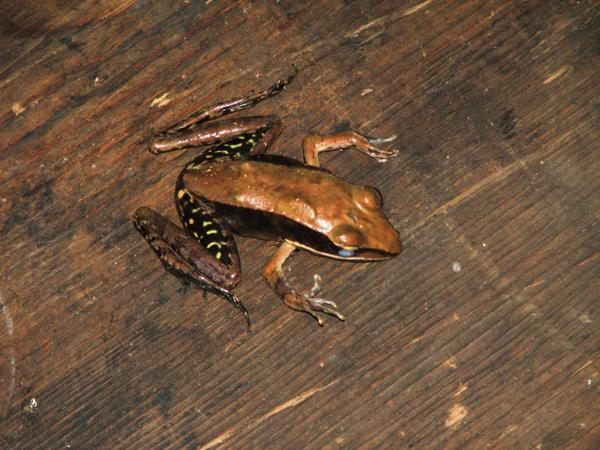 Julian's Frog