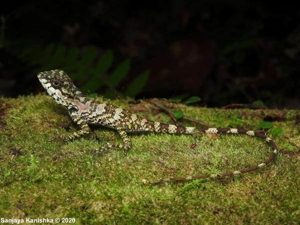 Morningside Lizard