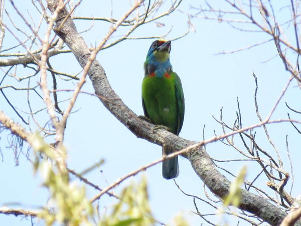Indochinese Barbet