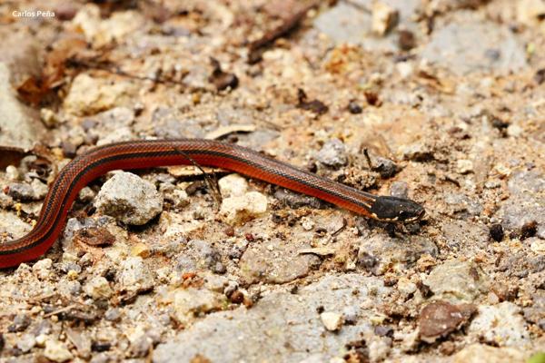 Kinkelin Graceful Brown Snake
