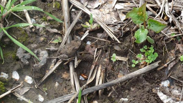 Red-Spotted Toad