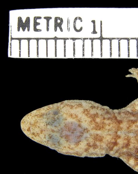 Narudasia (Festive Geckos)