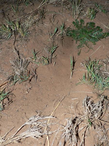Namib Dune Gerbil