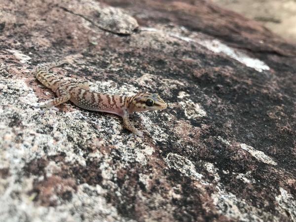 Waterberg Thick-toed Gecko