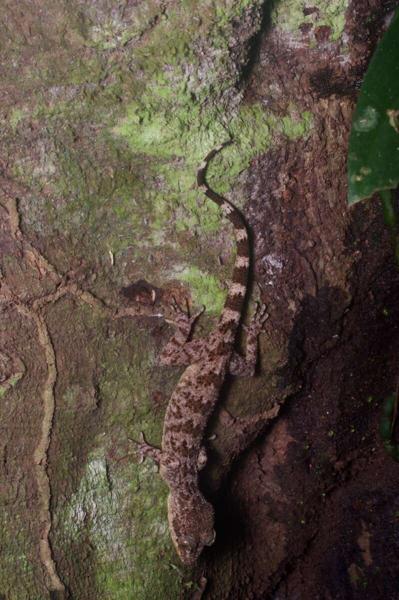 Sabah Bow-fingered Gecko