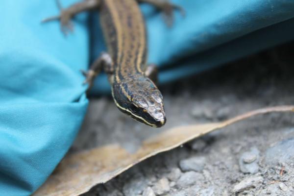 Cercosaura hypnoides