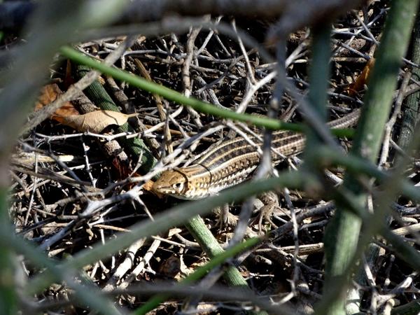 Madagascar Keeled Cordylid