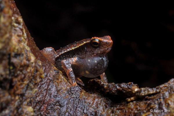 Borneo Grainy Frog