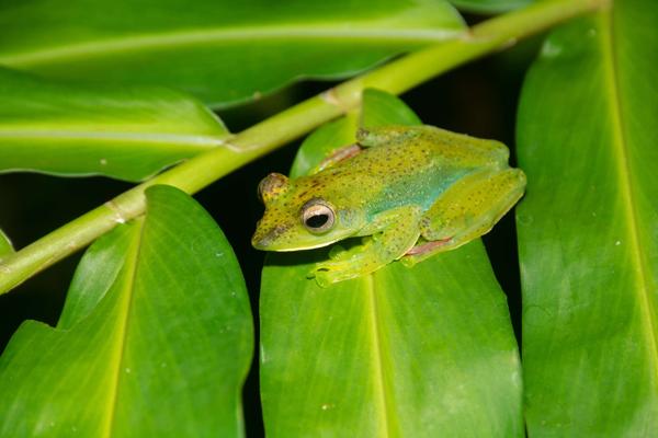 Malayan Flying Frog