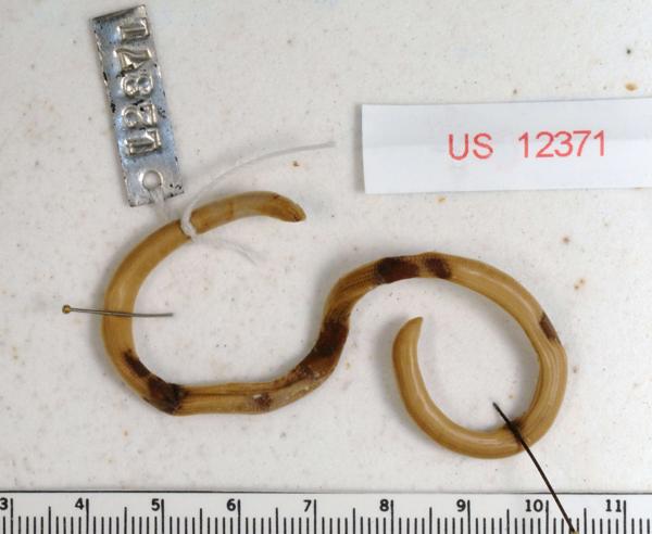 Typhlops (Blind snakes)