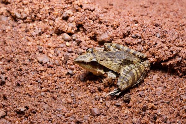 Snouted Grassland Frog