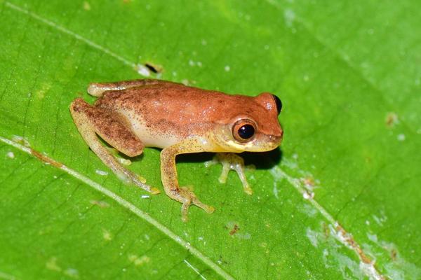 Kurintza Tree Frog