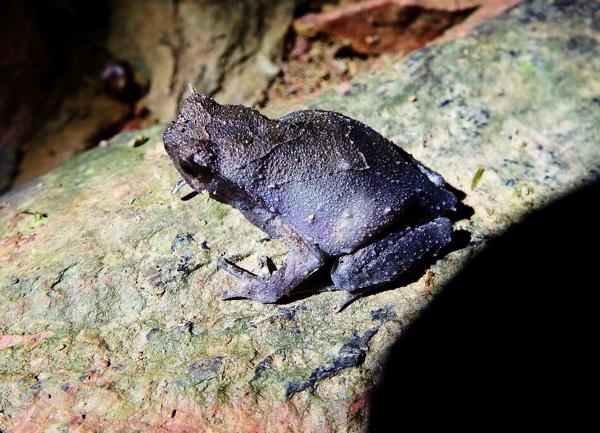 Narrow-mouthed Horned Toad