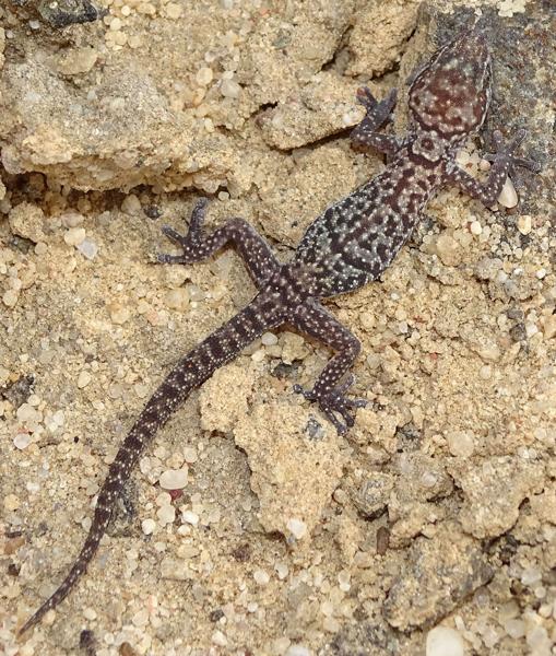 Marais Thicktoe Gecko