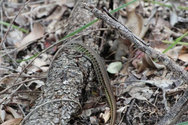 White-faced Ctenotus
