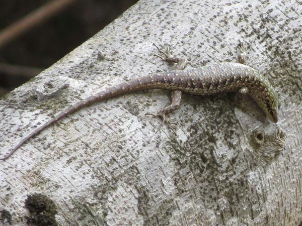 Big Tree Skink