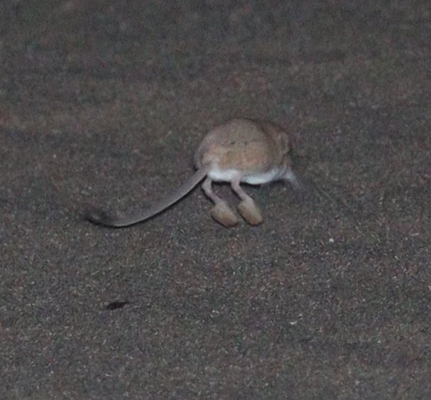 Andrews's Three-toed Jerboa