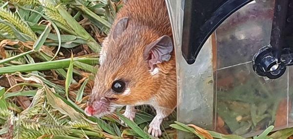 Wilson's Spiny Mouse