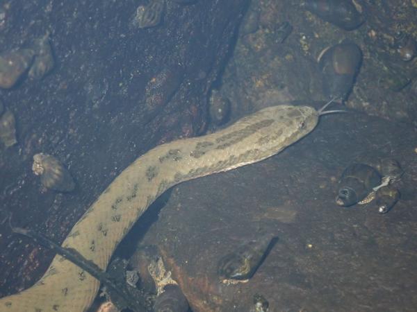 Tang Water Snake