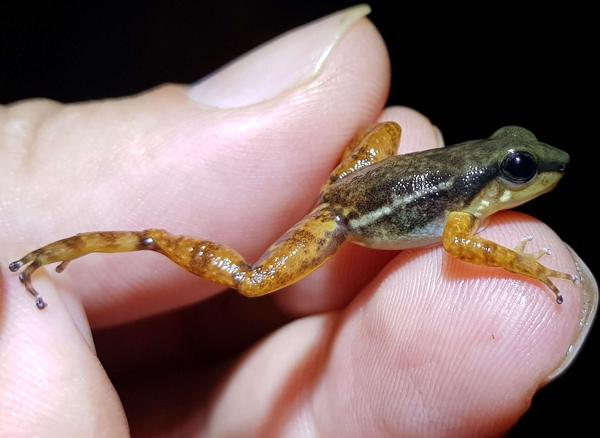 Santa Cecilia Rocket Frog