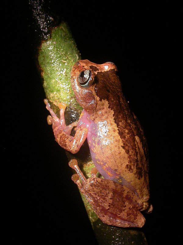 Burmese Bubble-Nest Frog