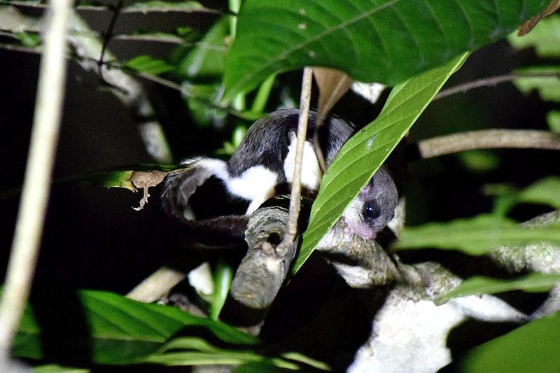 Hose's Pygmy Flying Squirrel