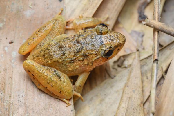 Red Stream Frog