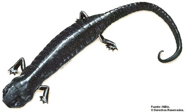Shadowy Web-footed Salamander
